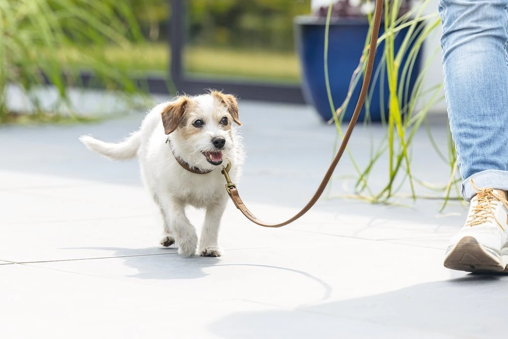 Beeztees BalacronAx - Hondenriem - Kunstleer - Bruin - 130x1,5 Cm 9 Beeztees BalacronAx - Hondenriem - Kunstleer - Bruin - 130x1,5 Cm - Afbeelding 7