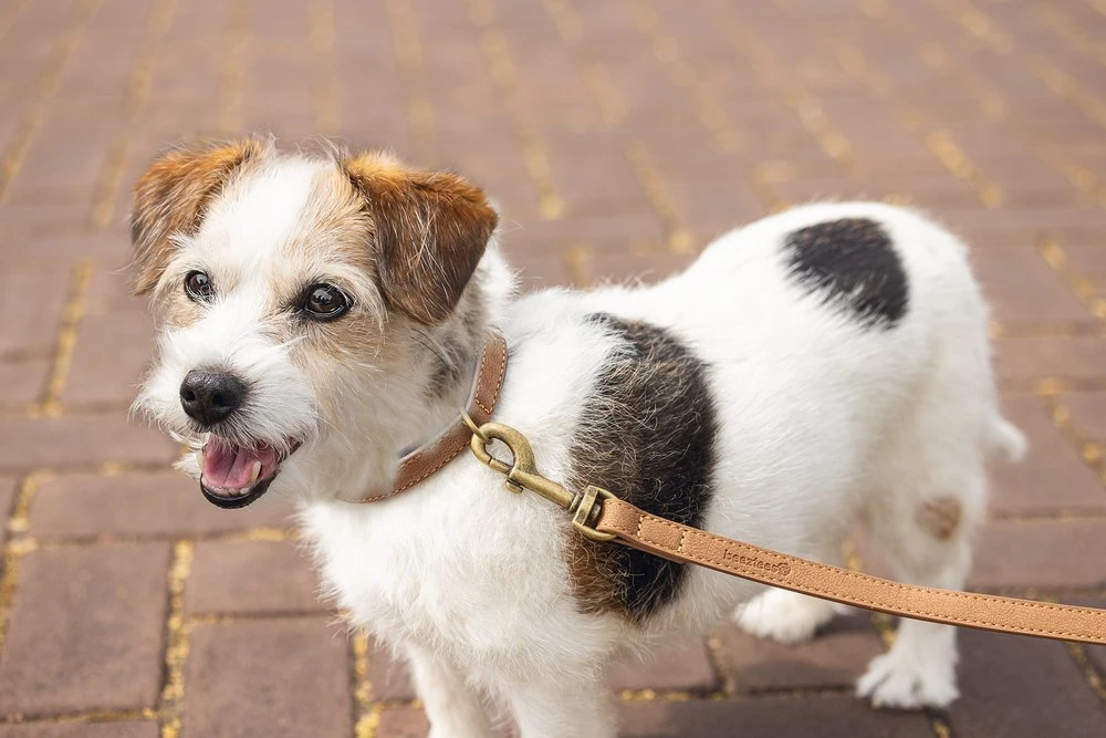 Beeztees BalacronAx - Hondenriem - Kunstleer - Bruin - 130x1,5 Cm 8 Beeztees BalacronAx - Hondenriem - Kunstleer - Bruin - 130x1,5 Cm - Afbeelding 6