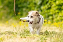 Beeztees BalacronAx - Hondenriem - Kunstleer - Bruin - 180x1,5 Cm 15 Beeztees BalacronAx - Hondenriem - Kunstleer - Bruin - 180x1,5 Cm -Hondenbenodigdheden Webimage 0746366 sfeer11