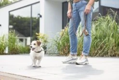 Beeztees BalacronAx - Hondenriem - Kunstleer - Bruin - 180x1,5 Cm 14 Beeztees BalacronAx - Hondenriem - Kunstleer - Bruin - 180x1,5 Cm -Hondenbenodigdheden Webimage 0746366 sfeer2