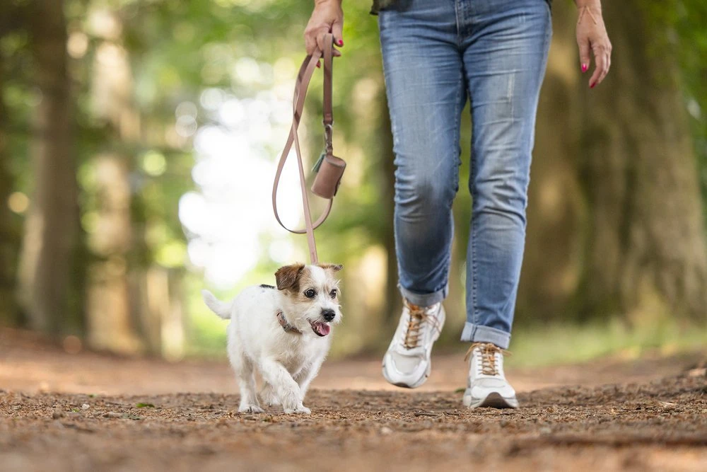 Beeztees BalacronAx - Hondenriem - Kunstleer - Roze - 130x1,5 Cm 8 Beeztees BalacronAx - Hondenriem - Kunstleer - Roze - 130x1,5 Cm - Afbeelding 6