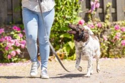 Beeztees BalacronAx - Hondenriem - Kunstleer - Grijs - 130x2,5 Cm -Hondenbenodigdheden Webimage 0746405 sfeer2