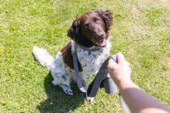 Beeztees BalacronAx - Hondenriem - Kunstleer - Grijs - 130x2,5 Cm -Hondenbenodigdheden Webimage 0746405 sfeer3