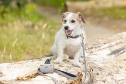 Beeztees BalacronAx - Hondenriem - Kunstleer - Grijs - 180x2 Cm 13 Beeztees BalacronAx - Hondenriem - Kunstleer - Grijs - 180x2 Cm -Hondenbenodigdheden Webimage 0746407 sfeer3