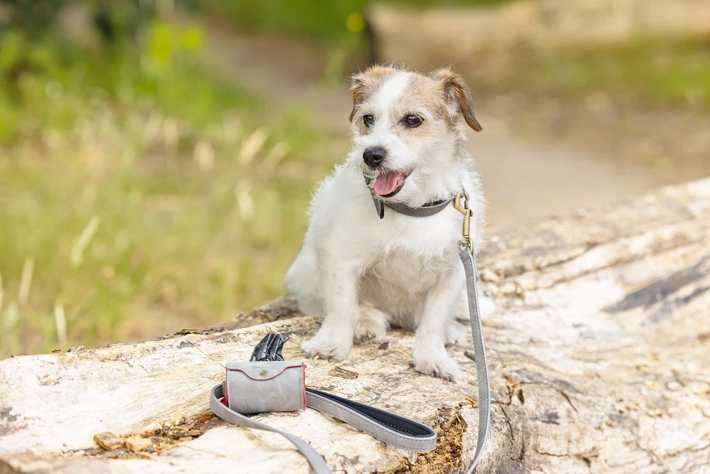 Beeztees BalacronAx - Hondenriem - Kunstleer - Grijs - 180x2 Cm 8 Beeztees BalacronAx - Hondenriem - Kunstleer - Grijs - 180x2 Cm - Afbeelding 6