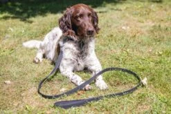 Beeztees BalacronAx - Hondenriem - Kunstleer - Zwart - 130x2,5 Cm -Hondenbenodigdheden Webimage 0746426 sfeer4