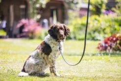 Beeztees BalacronAx - Hondenriem - Kunstleer - Zwart - 130x2,5 Cm -Hondenbenodigdheden Webimage 0746426 sfeer5