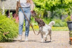 Beeztees BalacronAx - Hondenriem - Verstelbaar - Kunstleer - Bruin - 300x2 Cm -Hondenbenodigdheden Webimage 0746430 sfeer2