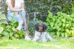 Beeztees BalacronAx - Hondenriem - Verstelbaar - Kunstleer - Bruin - 300x2 Cm -Hondenbenodigdheden Webimage 0746430 sfeer3