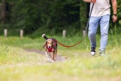 Beeztees Parinca Premium - Hondenriem - Nylon - Rood - 180 Cm X 20 Mm -Hondenbenodigdheden Webimage 0747247 sfeer1