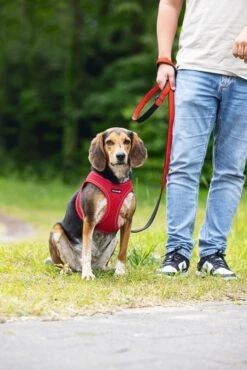 Beeztees Parinca Premium - Hondenriem - Nylon - Rood - 180 Cm X 20 Mm -Hondenbenodigdheden Webimage 0747247 sfeer2