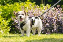 Beeztees Parinca Premium - Hondenriem - Nylon - Lichtgrijs - 120 Cm X 20 Mm -Hondenbenodigdheden Webimage 0747326 sfeer3