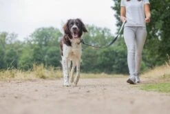 Beeztees Parinca Premium - Hondenriem - Nylon - Lichtgrijs - 180 Cm X 20 Mm -Hondenbenodigdheden Webimage 0747327 sfeer4