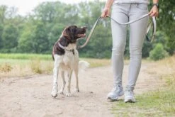 Beeztees Parinca Premium - Hondenriem - Nylon - Lichtgrijs - 180 Cm X 20 Mm -Hondenbenodigdheden Webimage 0747327 sfeer5