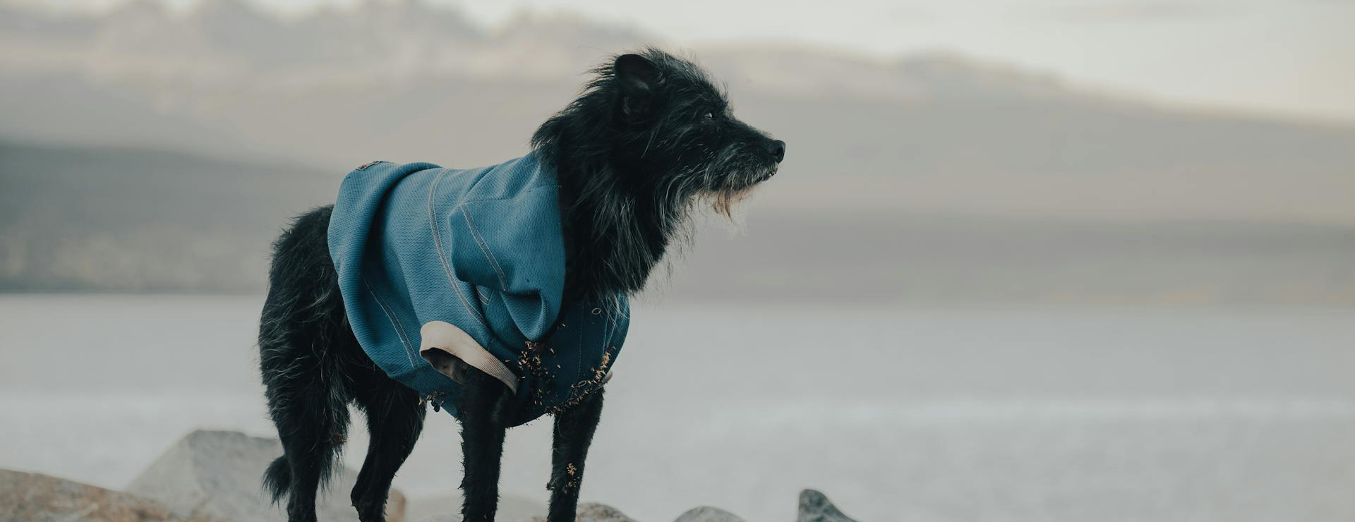 Hondenbenodigdheden -Hondenbenodigdheden pexels gasparzaldo 25650397