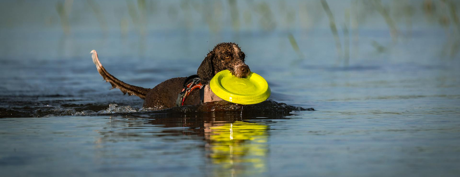 Hondenbenodigdheden -Hondenbenodigdheden pexels olavi anttila 264846761 12810459